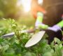 Selective focus of male gardener using big scissors to cut bushes in summer. Close up of man in uniform and gloves using special tool to taking care of backyard plants, backlit. Concept of gardening.