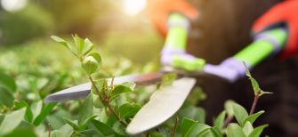 Selective focus of male gardener using big scissors to cut bushes in summer. Close up of man in uniform and gloves using special tool to taking care of backyard plants, backlit. Concept of gardening.