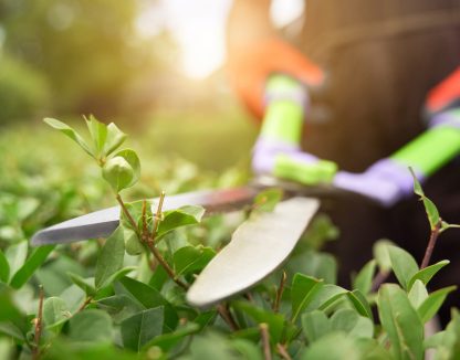 Selective focus of male gardener using big scissors to cut bushes in summer. Close up of man in uniform and gloves using special tool to taking care of backyard plants, backlit. Concept of gardening.